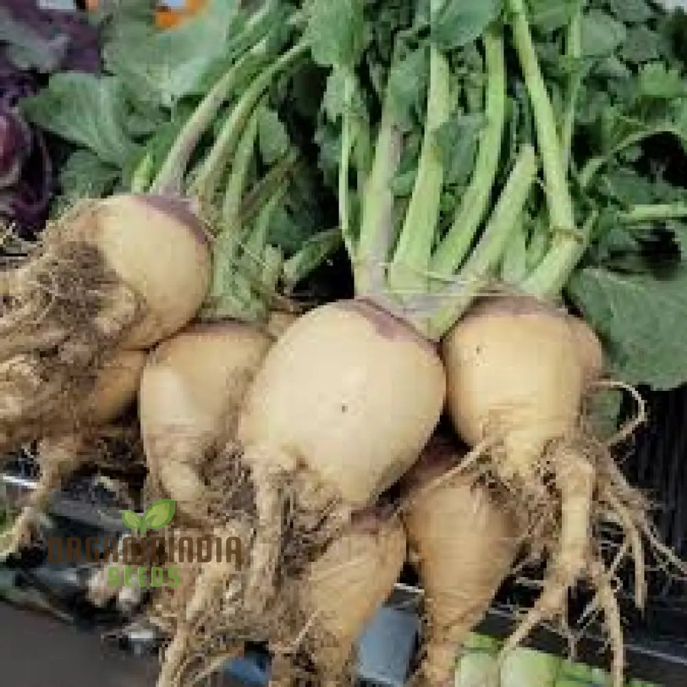 Mature Cairns Family Heirloom Rutabaga Plant from Seeds, Large Flavorful Roots