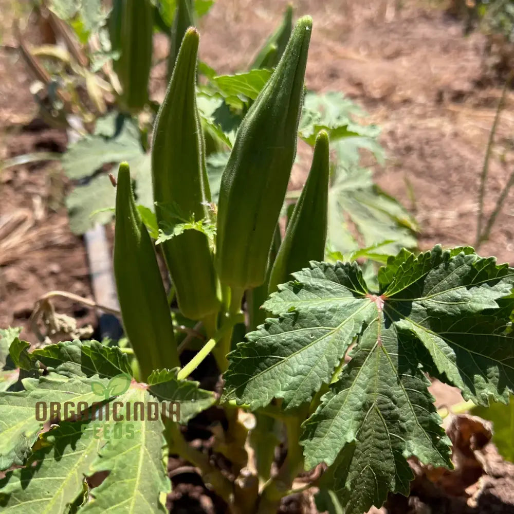 Mature Cajun Jewel Okra Plant from Seeds, Vibrant Red-Purple Pods
