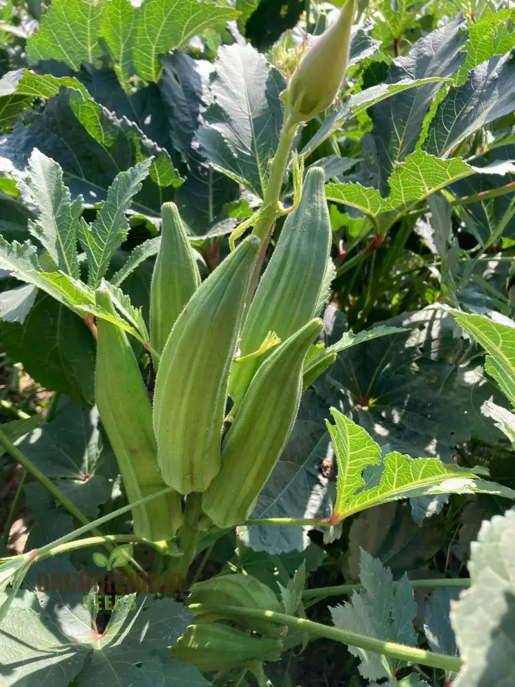 Cajun Jewel Okra Pods Growing on Plant, Tender Homegrown Okra