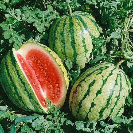 Citrullus lanatus Seeds – Grow CAL Sweet Supreme Watermelons