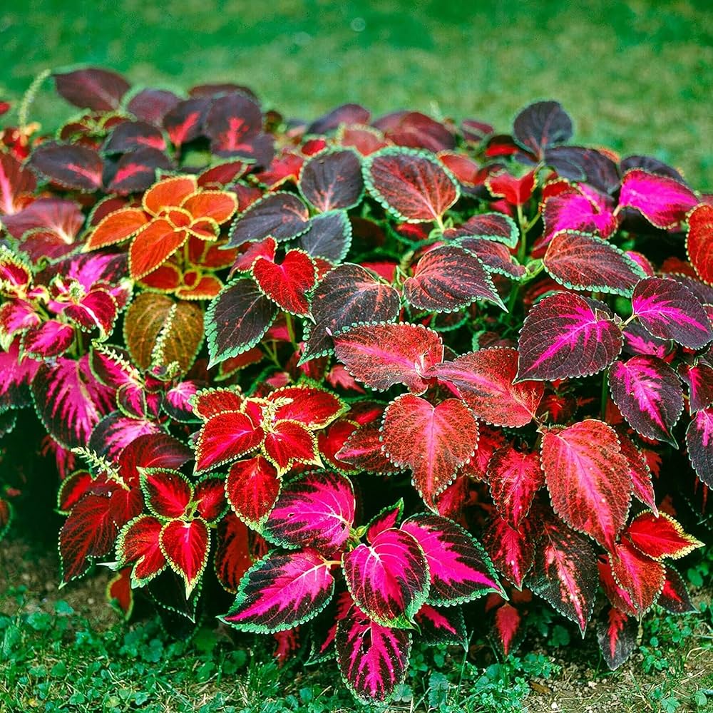 Caladium Rainbow Mix in Decorative Container Pots