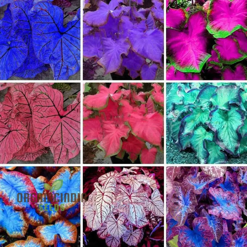 Caladium Rainbow Mix Seeds for Shade Garden Planting