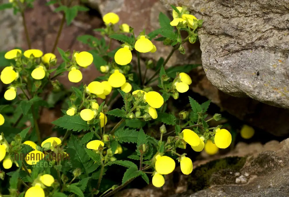 Calceolaria Mexicana Gold Purse Flower Seeds for Vibrant Garden Blooms