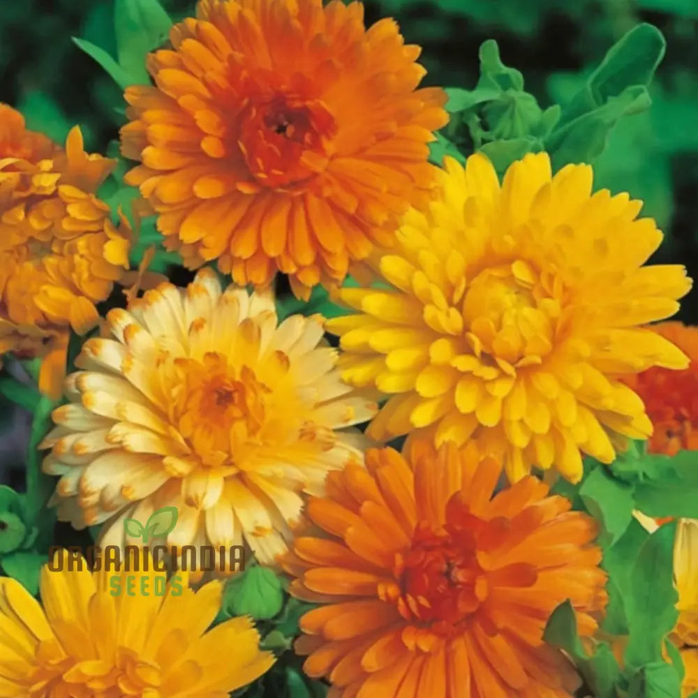 Calendula Double Mixed flower seeds for planting