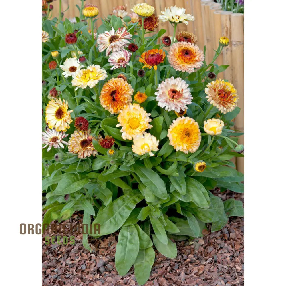 Calendula Playtime Mix Flower Seeds for Colorful Garden Displays