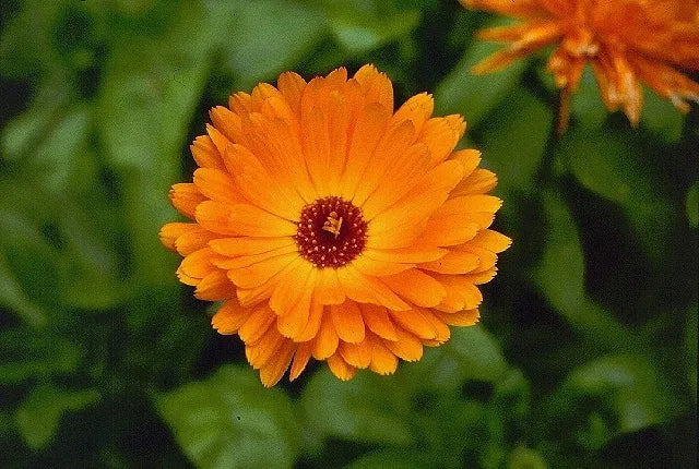 Graines de fleurs de calendula bicolores orange et jaune, floraisons magnifiques, non-OGM