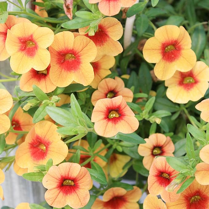 Non-GMO Calibrachoa Million Bells high germination seeds