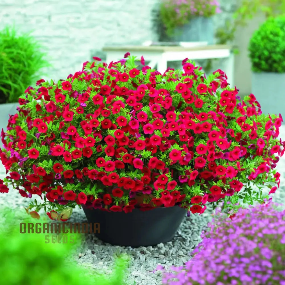 Calibrachoa seeds Radiant Red Million Bells variety