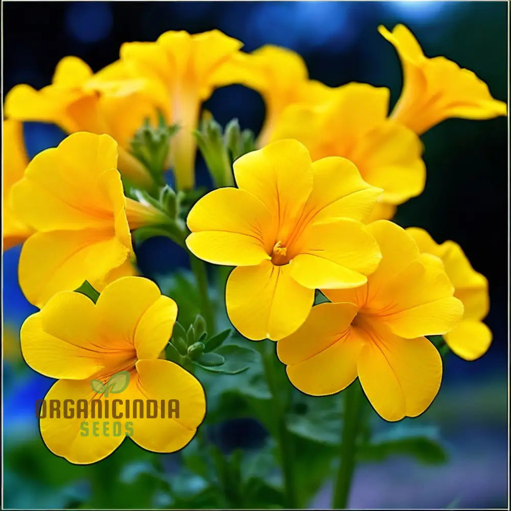 Trailing yellow Superbells Calibrachoa
