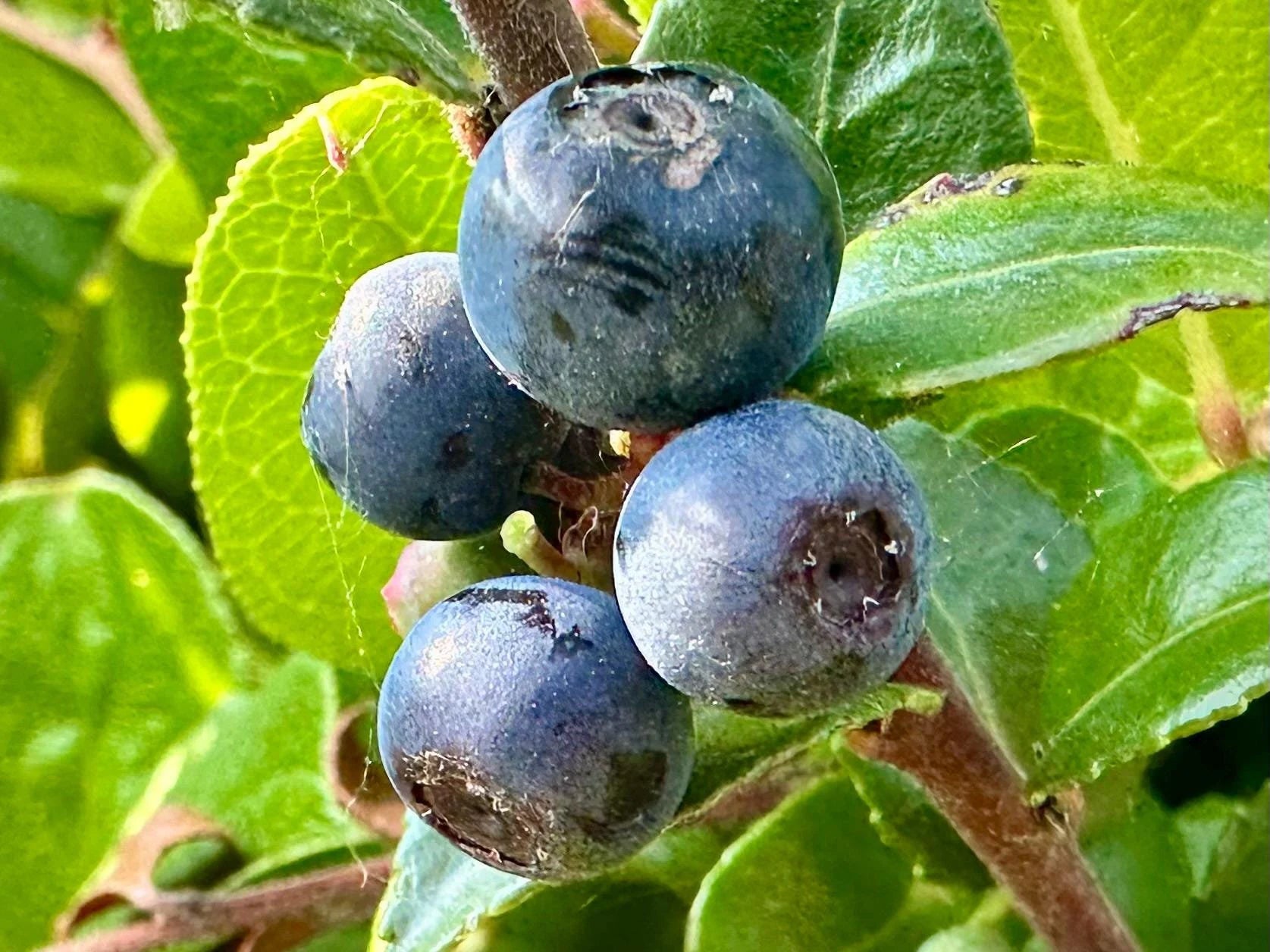 California Evergreen Huckleberry seeds for planting