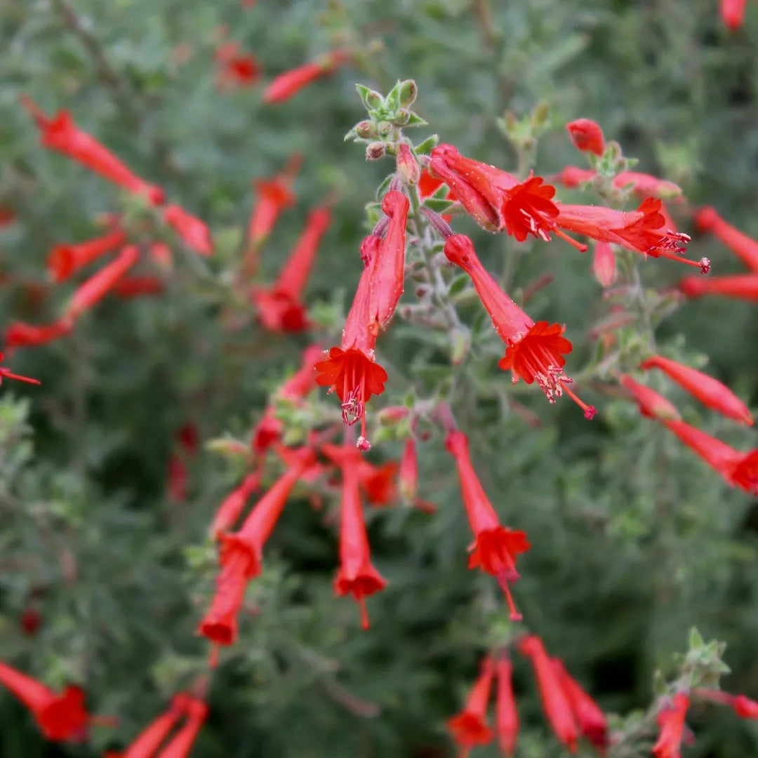 California Fuchsia blooming in garden landscape