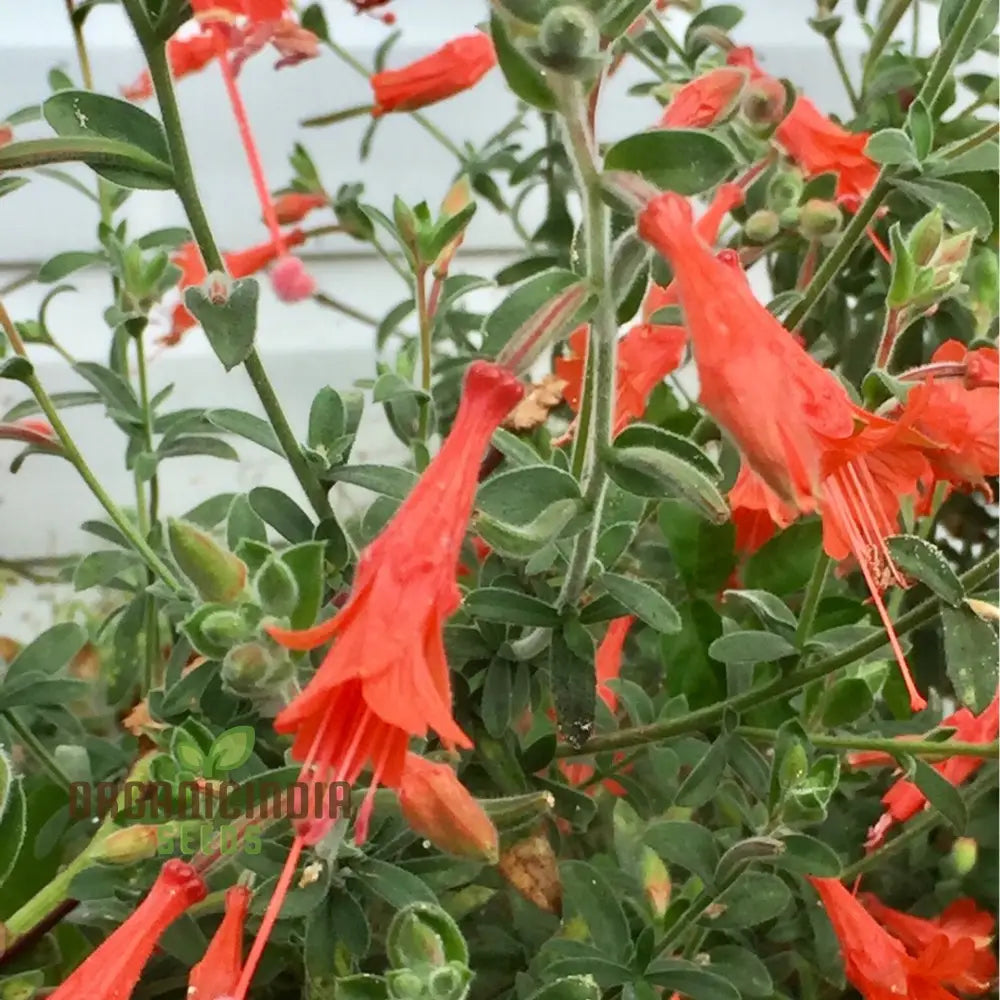 California fuchsia red flower seeds for gardens