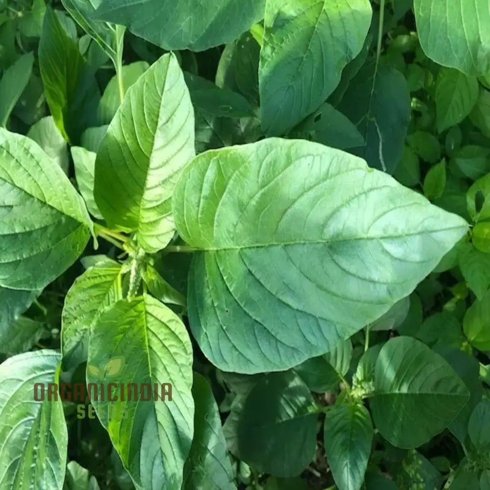 Healthy Callaloo Plant from Jamaican Seeds, Leafy Vegetable Garden