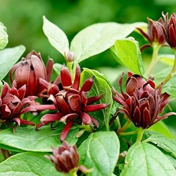 Calycanthus floridus Seeds Eastern Sweetshrub for Planting