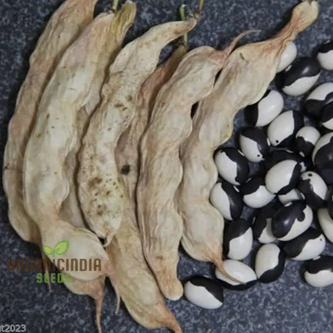 Calypso Bean Seeds for Planting, Heirloom High-Yield Garden Beans
