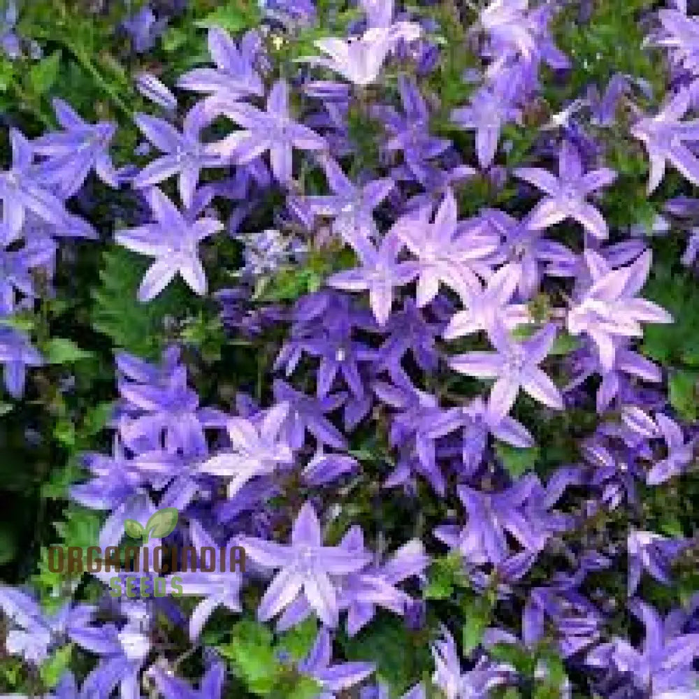 Campanula poscharskyana seeds bluebell carpet ground cover