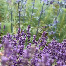 Camphor Lavender Seeds with Broad Aromatic Leaves