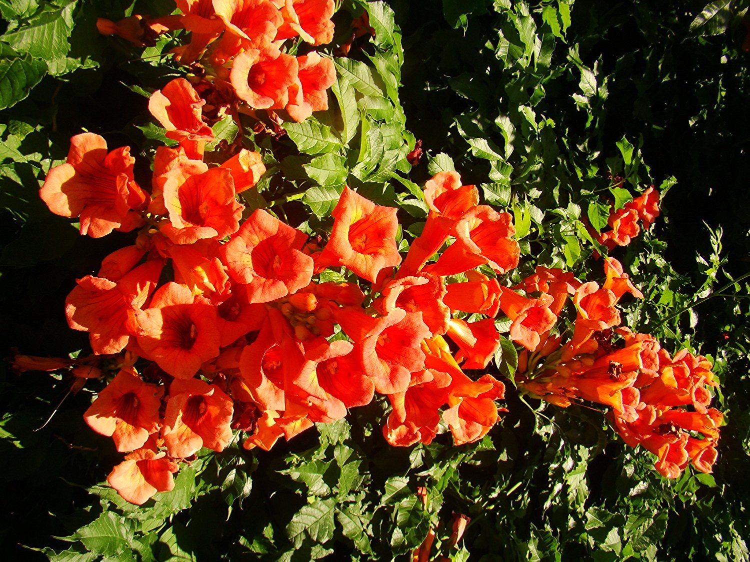 Campsis Radicans Seeds for Growing Hardy Trumpet Vine in Gardens