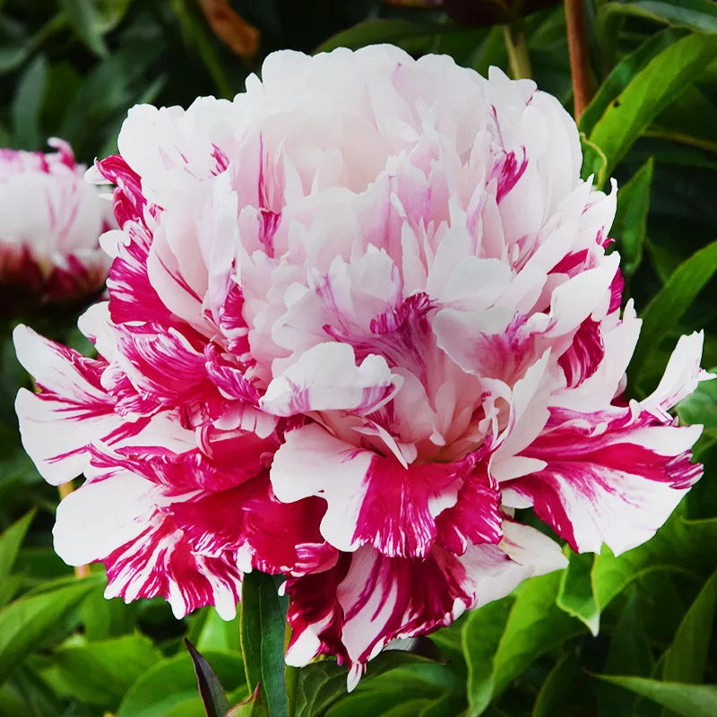 Candy Stripe Peony seeds for planting