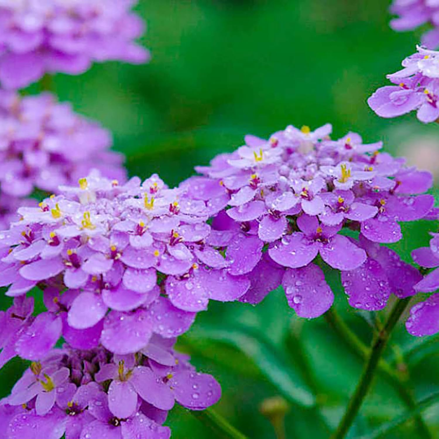 Close-Up of Candytuft Flower Bloom from Seeds