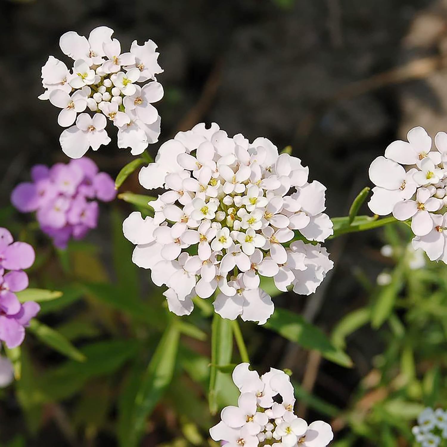 Candytuft Perennial Seeds Planted for Garden Edging