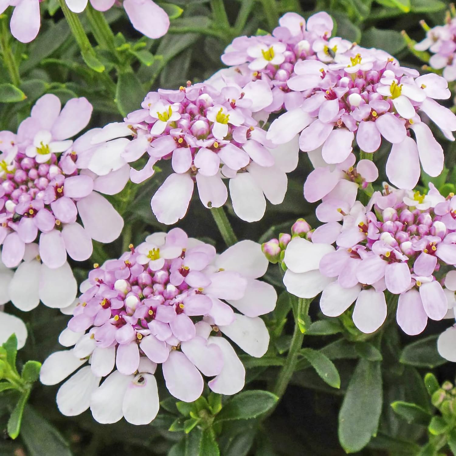 Candytuft Growing in Container from Seeds for Patio