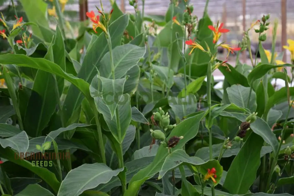 Canna Brasiliensis in Tropical Garden Border