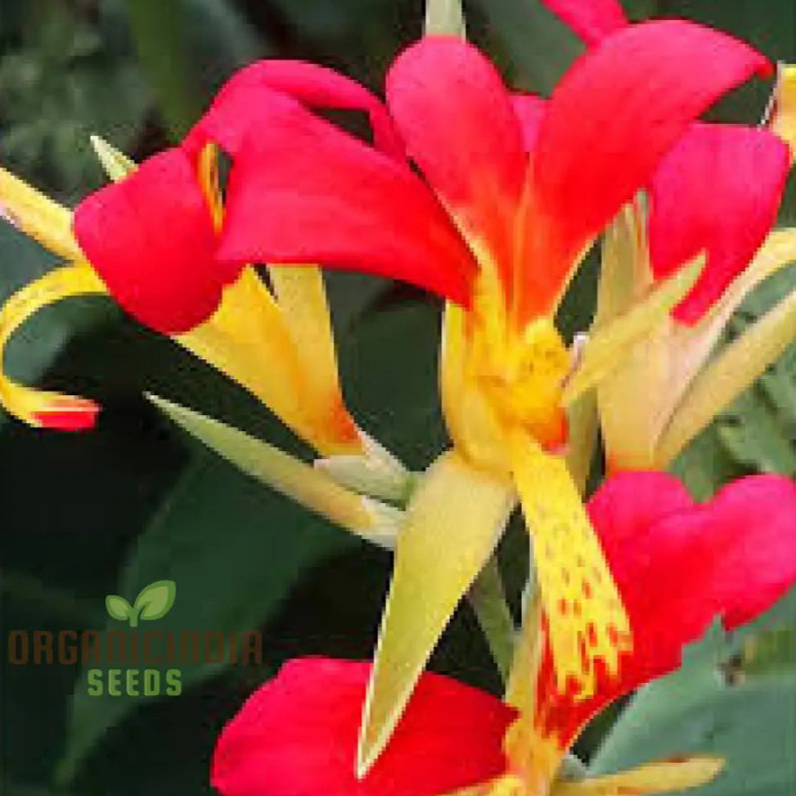 Canna Brasiliensis Seeds For Planting: Exquisite Gardening Delights For Your Botanical Sanctuary