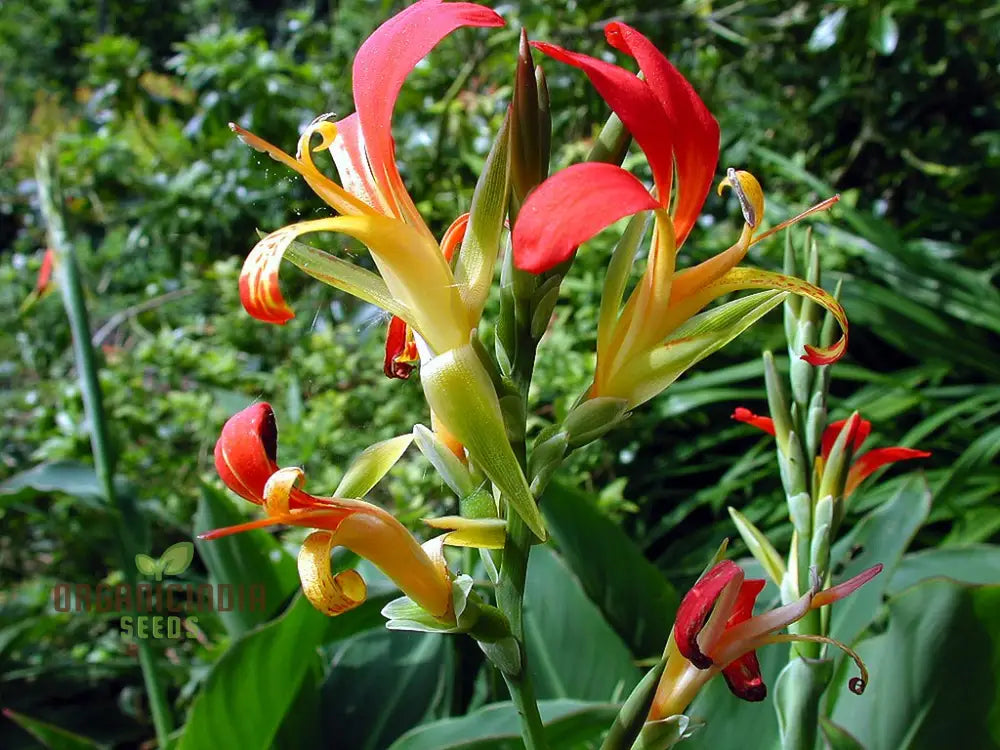 Canna Brasiliensis Tropical Plant Growing in Garden