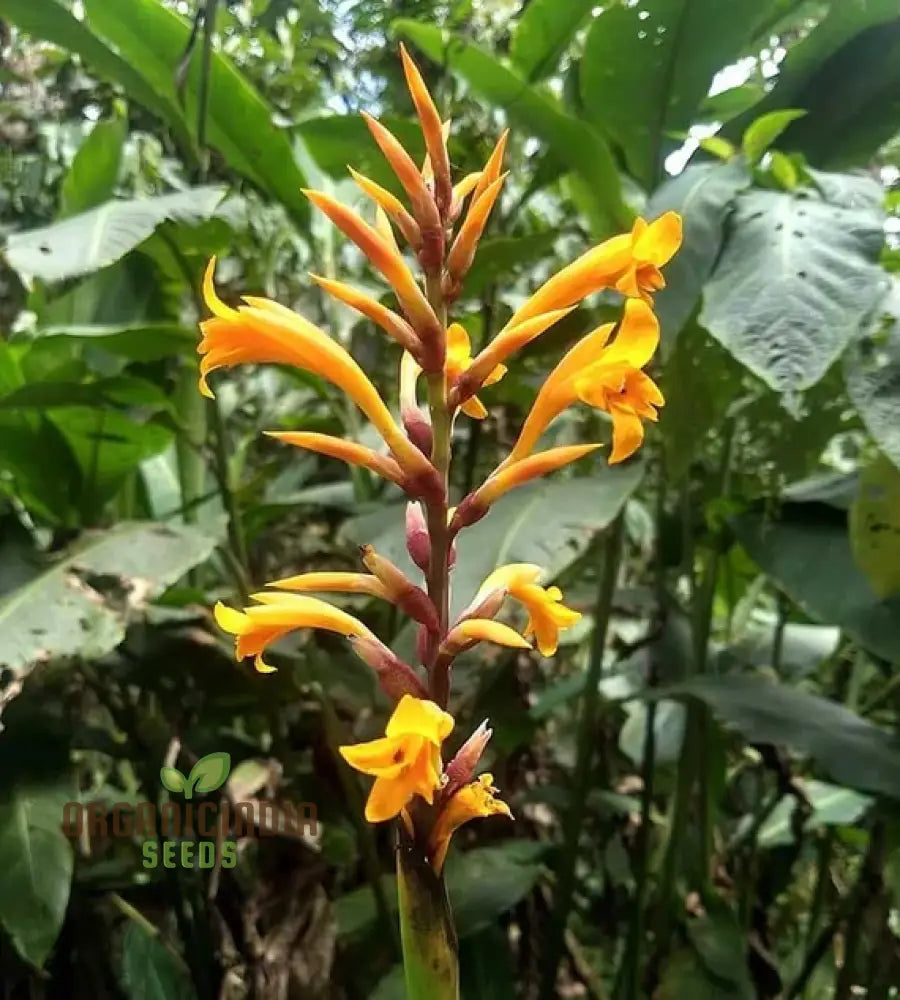 Premium Canna Jaegeriana Flower Seeds for Exotic Tropical Blooms
