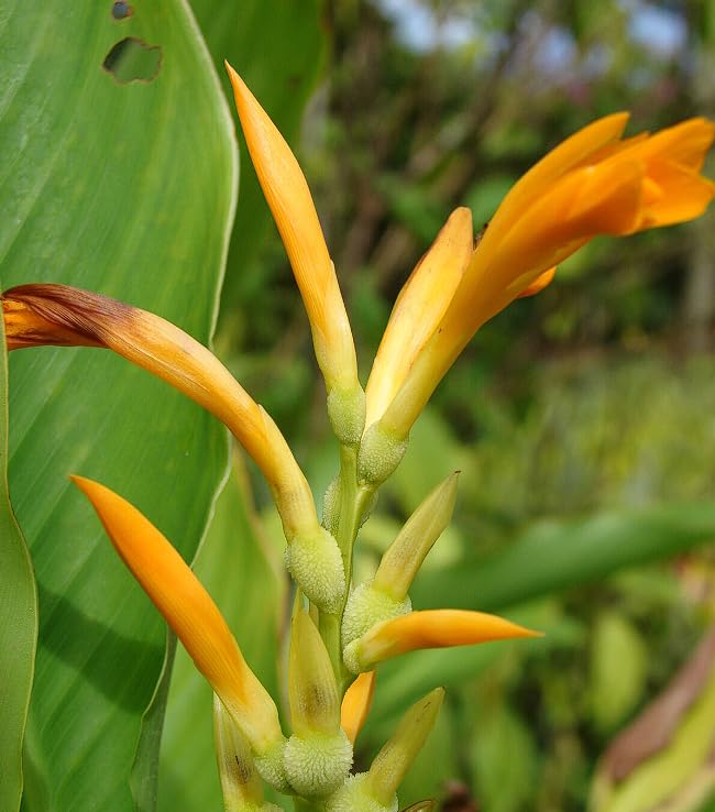 Canna Jaegeriana Seeds for Planting in Tropical Landscapes