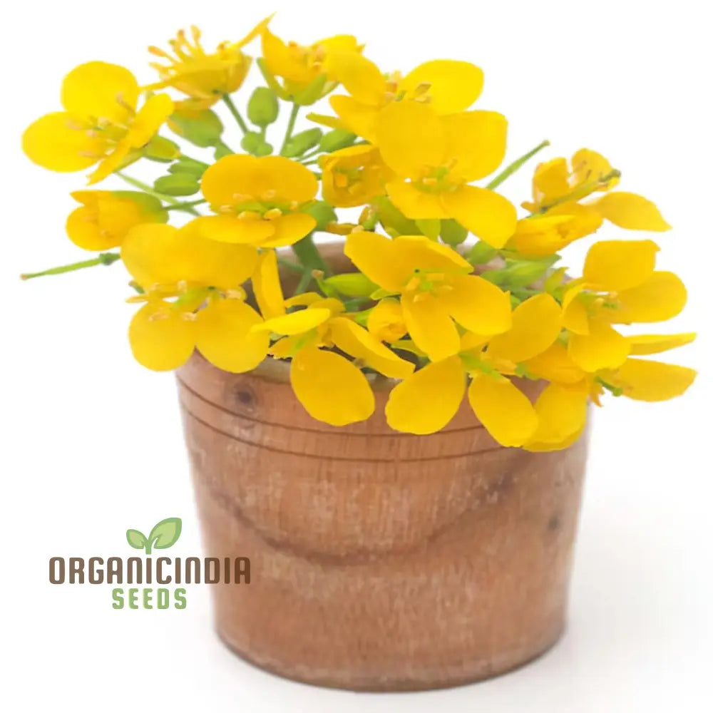 Canola flower seeds for landscaping and garden beds