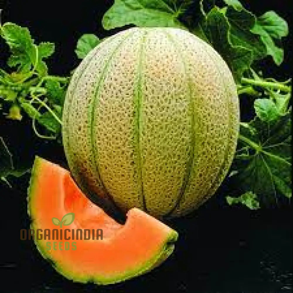 “cantaloupe melon vine sprawling in garden warm season planting”