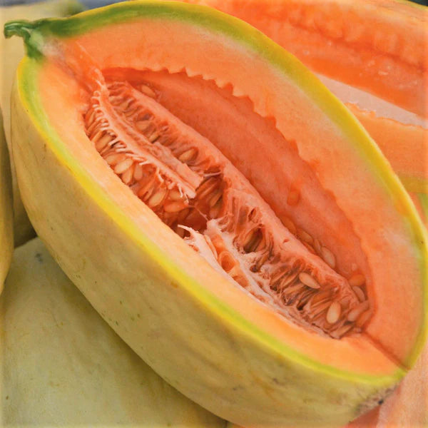 Graines de fruit de melon cantaloup banane (Cucumis melo)