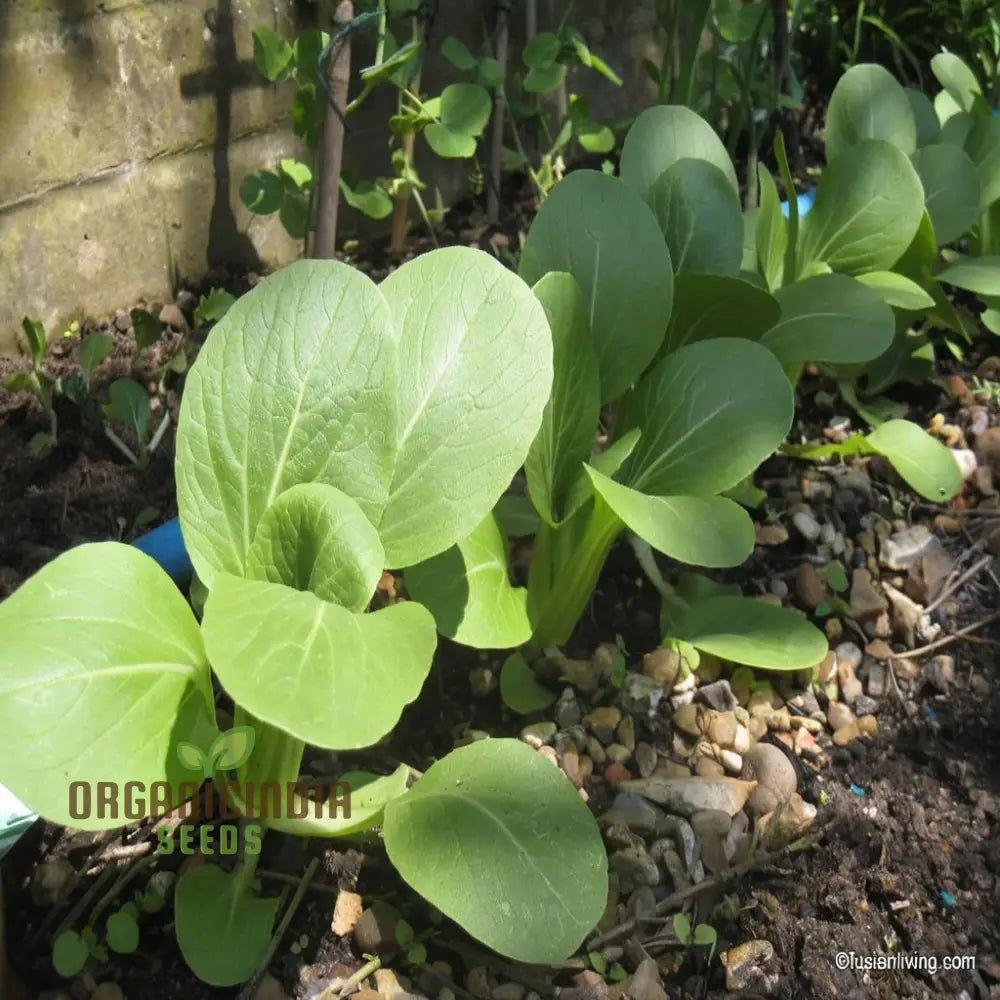 Harvested Canton Bok Choy Leaves from Seeds, Homegrown Vegetable
