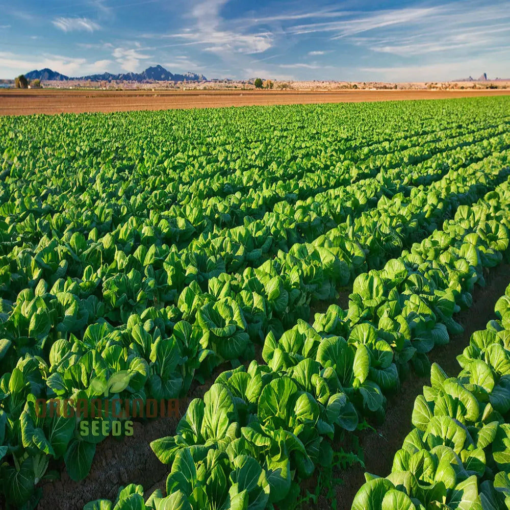 Mature Canton Bok Choy Plant from Seeds, Crisp and Flavorful Leaves