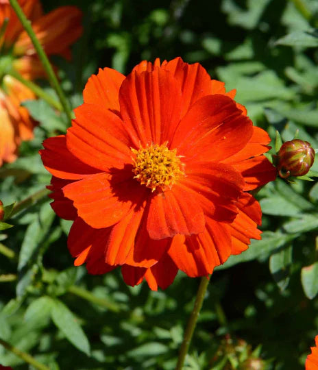 Graines de fleurs Cosmos orange vif, floraisons vibrantes pour un jardin magnifique