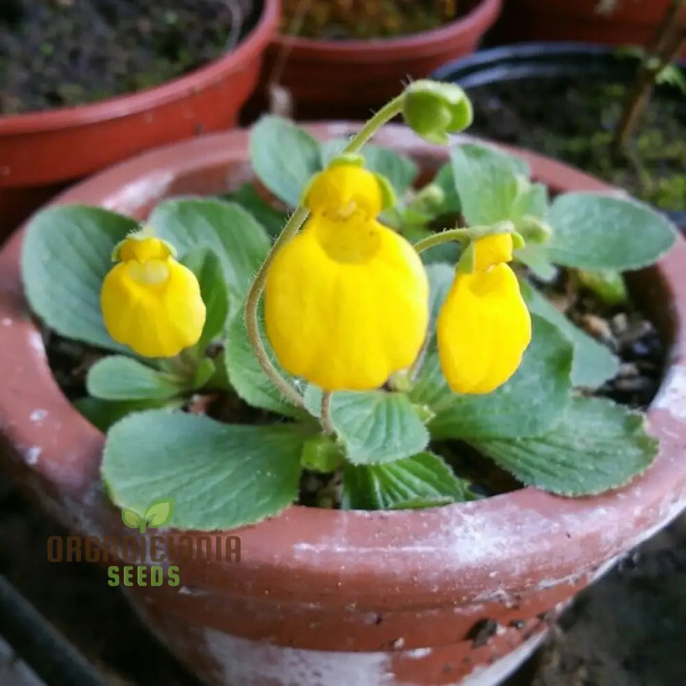 Cap Gold Pocketbook Semi-Limestone Flower Seeds For Planting 100 Pcs Seeds