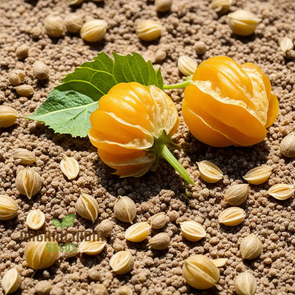 Cape Gooseberry seeds for planting exotic golden berries