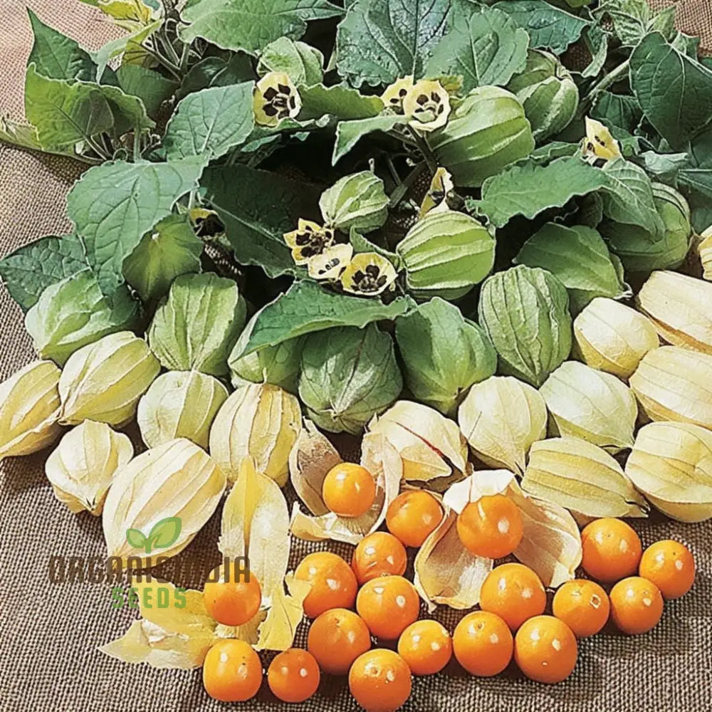 Cape Gooseberry fruit seeds ideal for home and greenhouse gardening