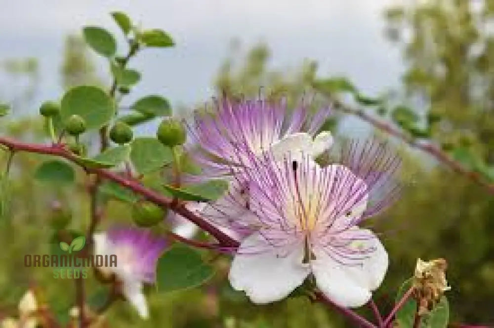 Capparis Spinosa Seeds For Gardening: Cultivate And Grow Your Own Capers With These Premium Quality