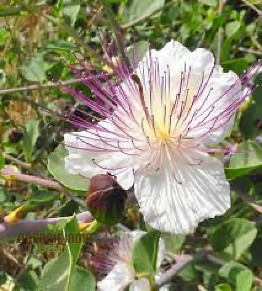 Capparis Spinosa Seeds For Gardening: Cultivate And Grow Your Own Capers With These Premium Quality