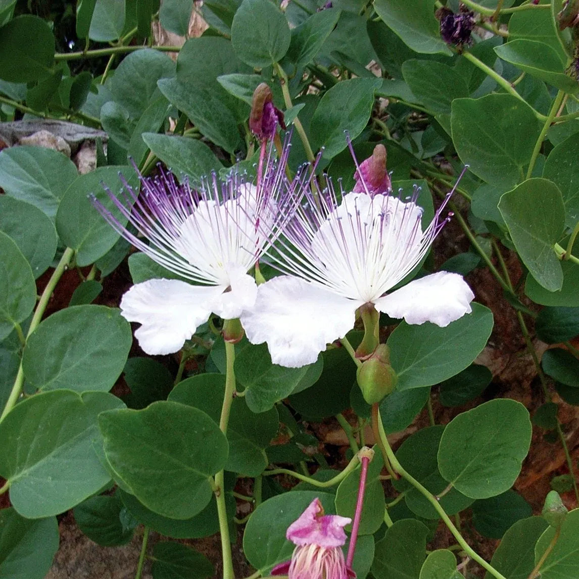Capparis spinosa seeds for planting in warm dry climates