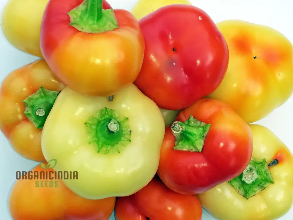 Freshly Harvested Alma Paprika Peppers from Home Garden