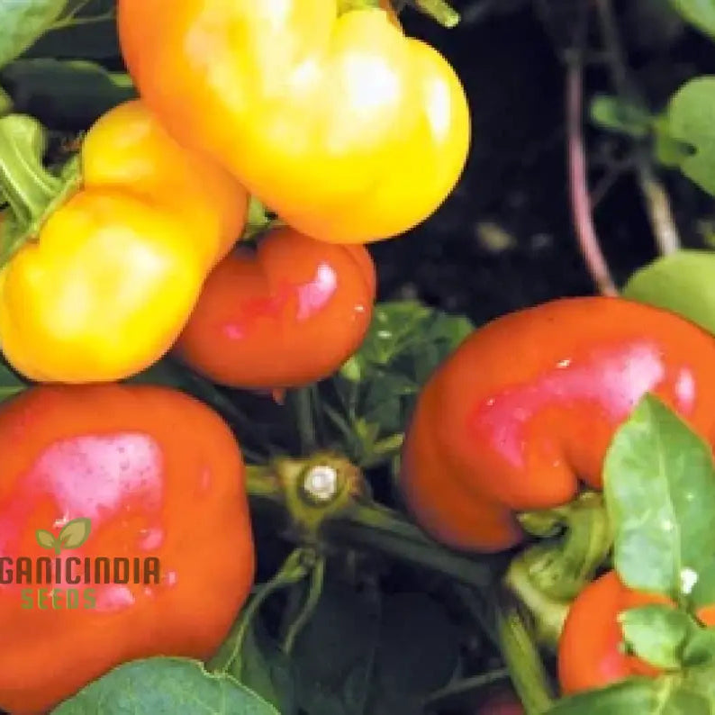 Capsicum Alma Paprika Seeds For Planting Grow Flavorful Peppers At Home