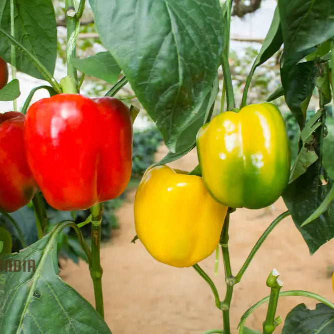 Capsicum Alma Paprika Seeds For Planting Grow Flavorful Peppers At Home