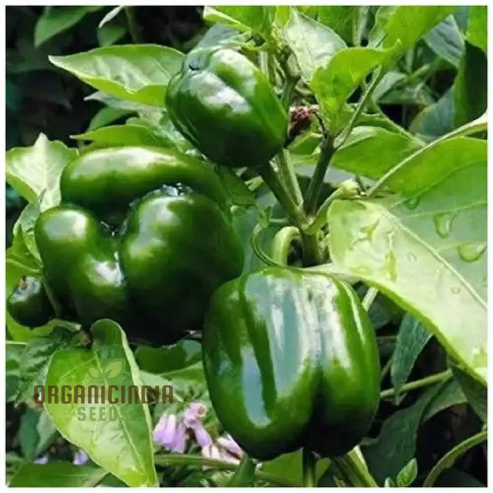 Green Capsicum Plants in Garden Bed from Seeds, High Yield Vegetable Seeds