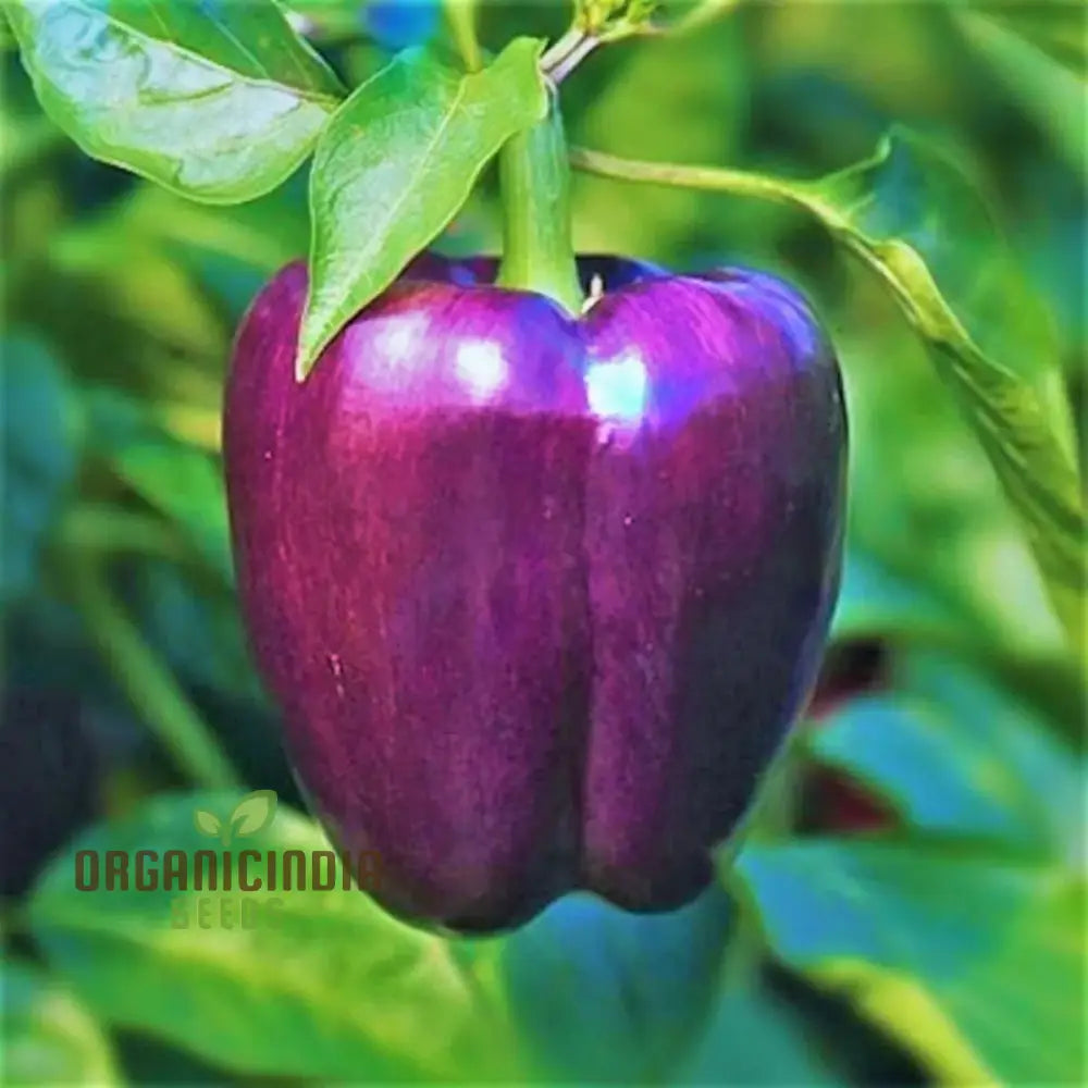 Capsicum Purple Plants Growing in Garden Bed, Premium Seeds