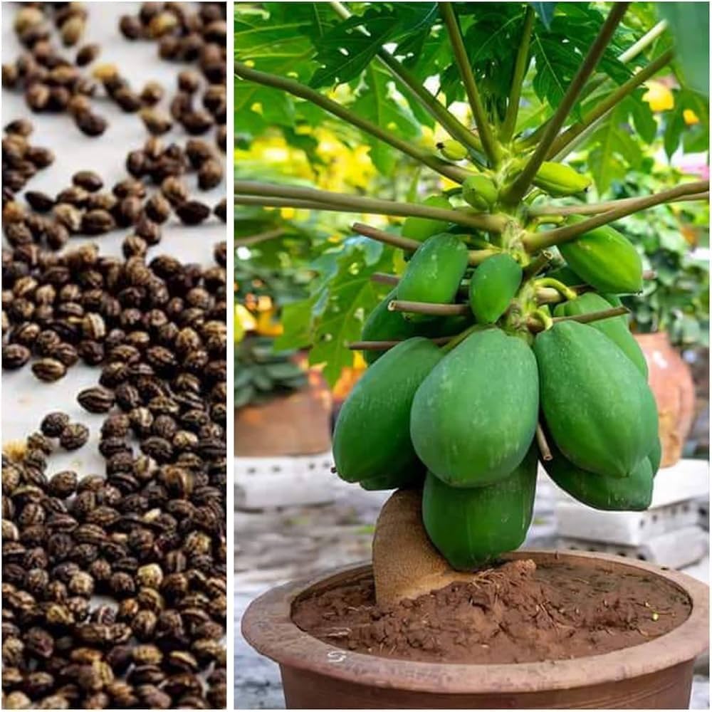 Carica papaya Red Lady Seeds for Home Gardening