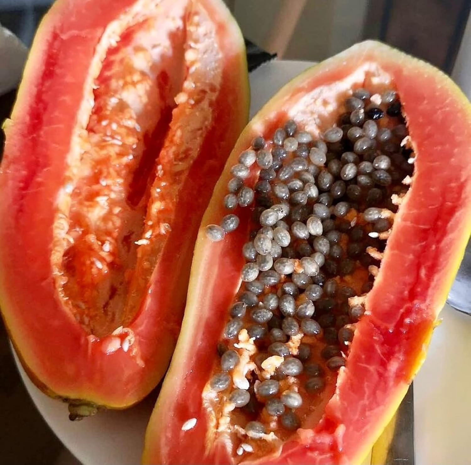 Carica papaya Florida Red seeds for planting tropical fruit trees